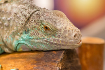 Close up of iguana show eyes and face detail