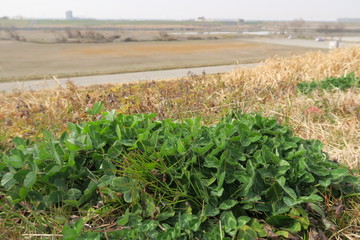 詰草のある土手と早春の江戸川河川敷風景