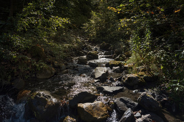 Bach im Wald