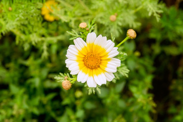 Natural spring-flowering Chrysantemum sp.