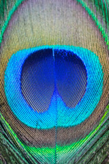 Close up Peacock feathers