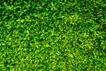 Green Leaves nature background
