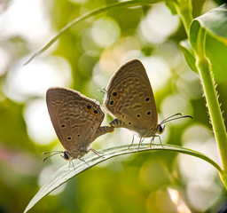 Obraz na płótnie Canvas butterfly mating on grass.