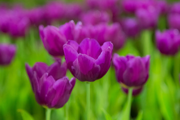 Violet Tulip flowers selective focus with green background