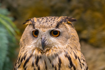 Close up of face lovely owl with big eye