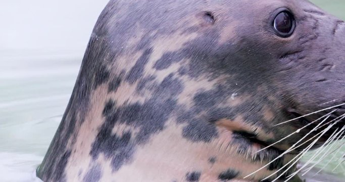 Cute baby seal observing and diving slowly