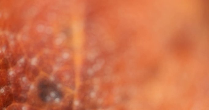 Dead Leaf in Extreme Closeup. DCI 4k video