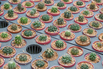 Fototapeta premium Row of mini variety type cactus plant in the pot