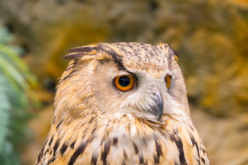 Close up of face lovely owl with big eye