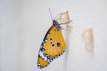 Fototapeta na wymiar Butterfly with Pupa