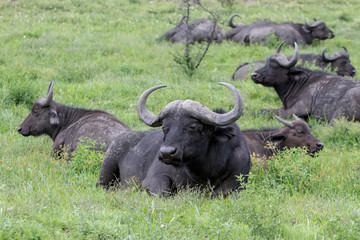 Obraz premium Buffalo 