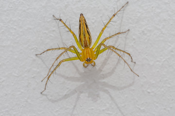 closeup of yellow spider on white
