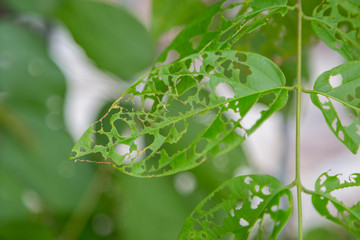 Green leaves have hole