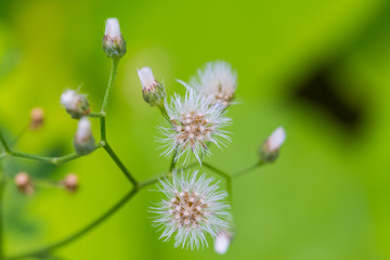Dandelion with flying seeds on green nature