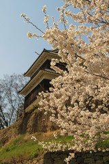 Naklejka premium 南櫓と桜