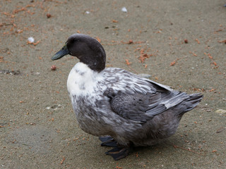 Schwedische Blaue Ente. Eine Hausentenrasse mit weißer Latz, schwarze und perlgraue Gefieder und einen grüngelben Schnabel