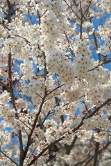 上田城跡公園の桜