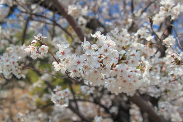 上田城跡公園の桜