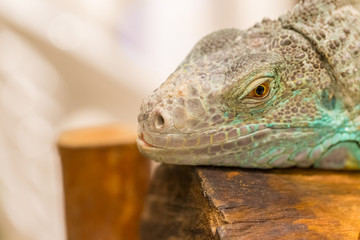Close up of iguana show eyes and face detail