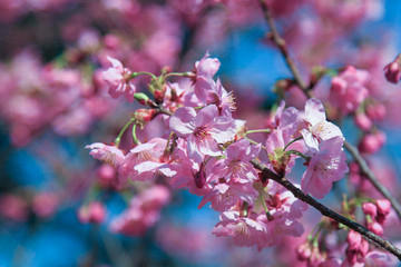 上田城跡公園の桜