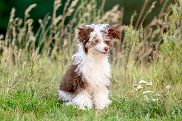 Closeup funny Chinese crested puppy sitting down on meadow grass. low angle view