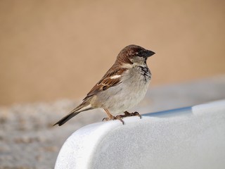 Macro of a single house sparrow bird