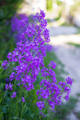Pink and purple wild flowers in the village.