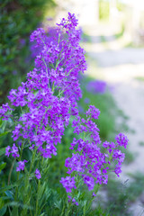 Obraz premium Pink and purple wild flowers in the village.