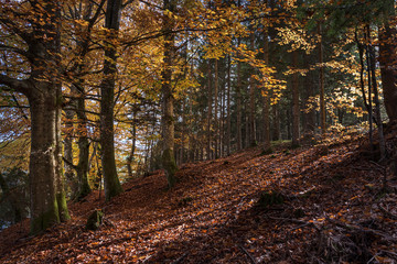 Wald im Herbst