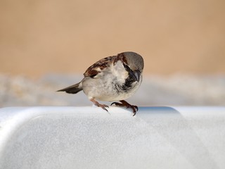 Macro of a single house sparrow bird