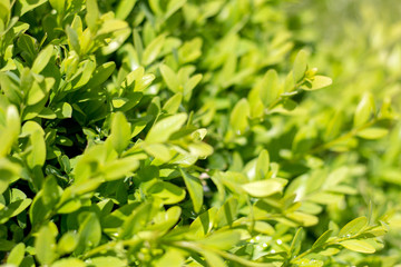 Green juicy salad in the garden