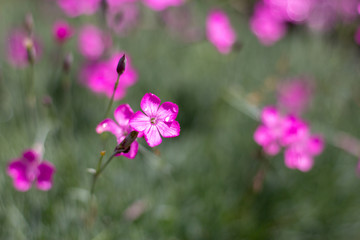 Fototapeta na wymiar Pink and purple wild flowers in the village.