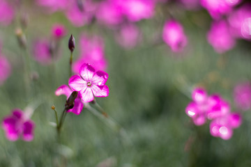 Obraz na płótnie Canvas Pink and purple wild flowers in the village.
