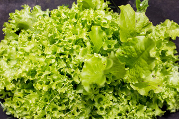 Green juicy salad in the garden