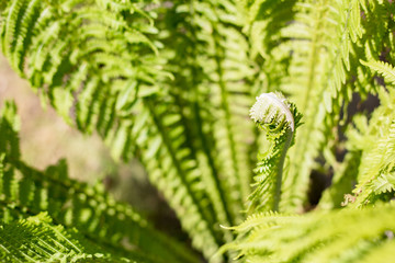 Green juicy fern, macro shot.