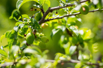 Spring. Green, unripe plums on a tree. Macro.