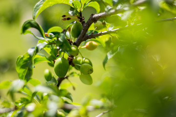 Green juicy salad in the garden