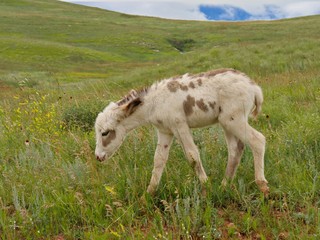Obraz premium A young colt walks on the grassy meadow at Custer State Park, South Dakota.
