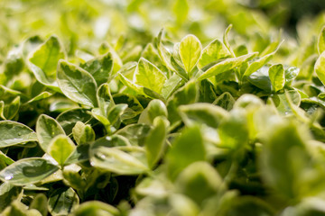 Green juicy salad in the garden