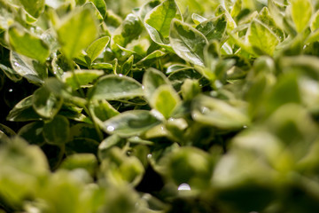 Green juicy salad in the garden