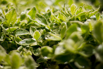 Green juicy salad in the garden