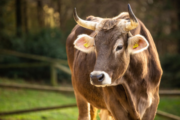 Close up of friendly brown cow