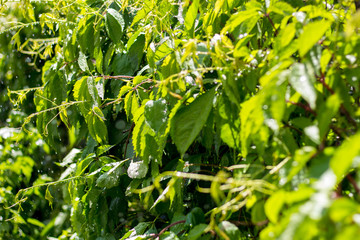Watering the lawn. Watering equipment.