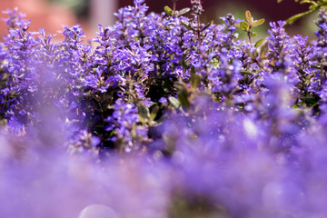 Violet heather on a homestead in the village