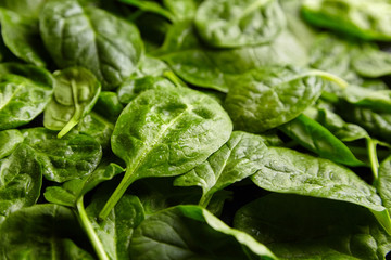 Spinach green fresh leaves with water drops