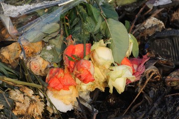 garbage from a bouquet of old yellow and red roses in transparent cellophane lies on the ground on the street