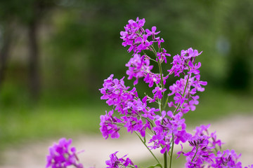 Pink and purple wild flowers in the village.