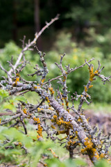 Felled branch from a diseased tree