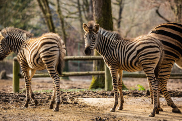 Fototapeta na wymiar Calm zebras posing for a photo at zoo