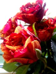 beautiful bouquet of red roses